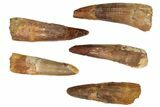 Lot: -, Bargain Spinosaurus Teeth - Pieces #82626-3